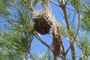 Nido de procesionaria del pino con orugas en bolsón de seda sobre rama de pino, plaga forestal y de parques y jardines.