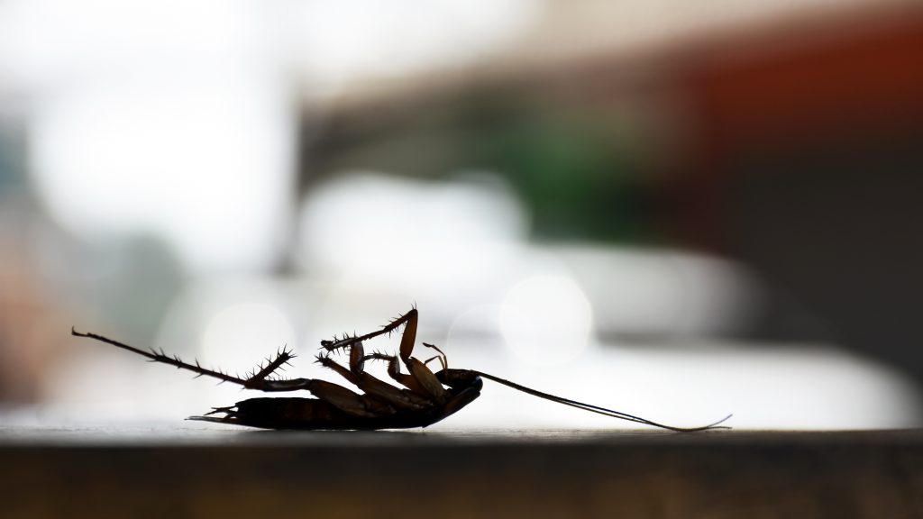 Cucaracha muerta sobre una superficie.