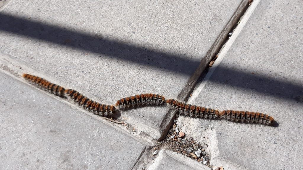 Orugas procesionarias del pino desplazándose en fila sobre una acera, plaga peligrosa para personas y mascotas.