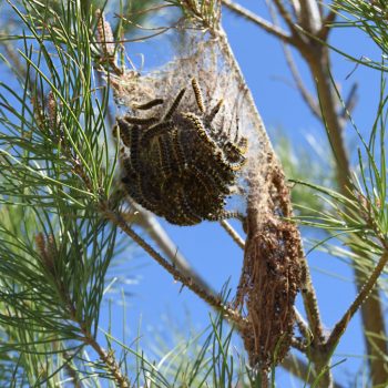 Nido de procesionaria del pino con orugas en bolsón de seda sobre rama de pino, plaga forestal y de parques y jardines.