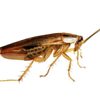 Cucaracha alemana adulta vista de perfil sobre fondo blanco, plaga común en viviendas y locales.