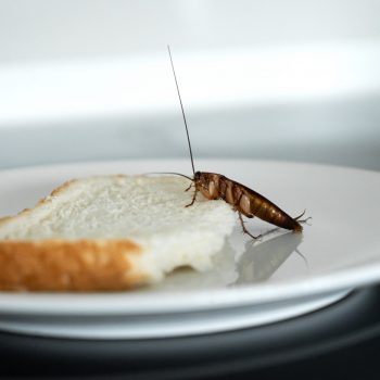 Cucaracha sobre pan en plato en cocina, riesgo de contaminación alimentaria